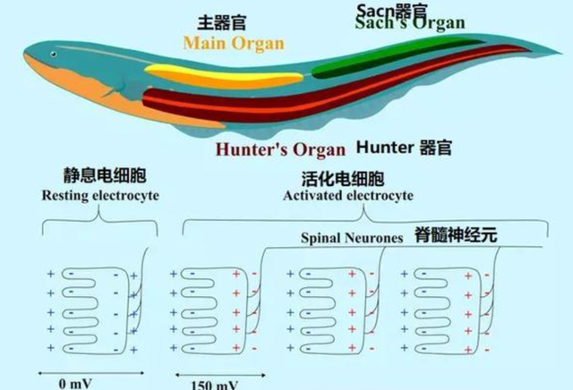 亚马逊河与长江相比厉害在哪(亚马逊河究竟是有多可怕)图4