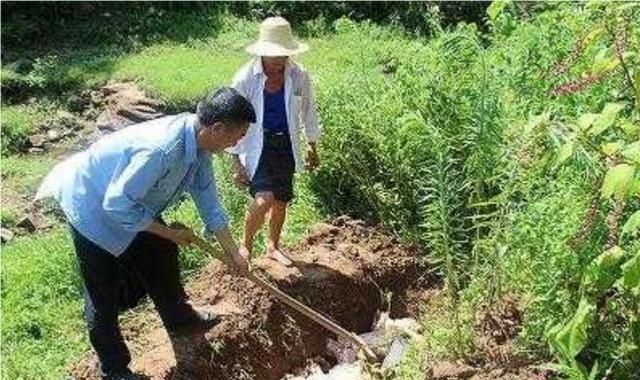 注射蓝耳苗能防猪瘟吗(灭活蓝耳苗能和猪瘟苗联合免疫吗)图4