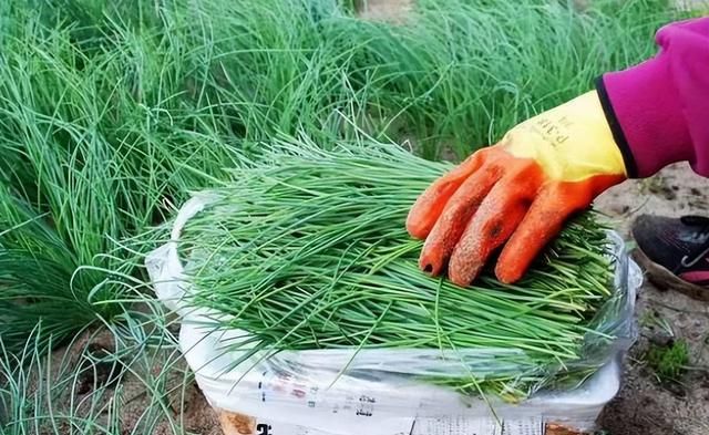 和沙葱长得一样的野菜(草原除了沙葱还有什么野菜)图1