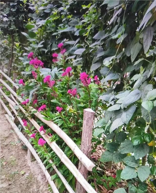 鸡冠子花什么时候开花,黄鸡冠子花价格图1