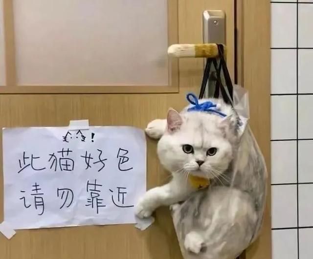 文盲小猫咪错把辣条当猫条，嘶哈嘶哈，皮燕子差点冒火…图24