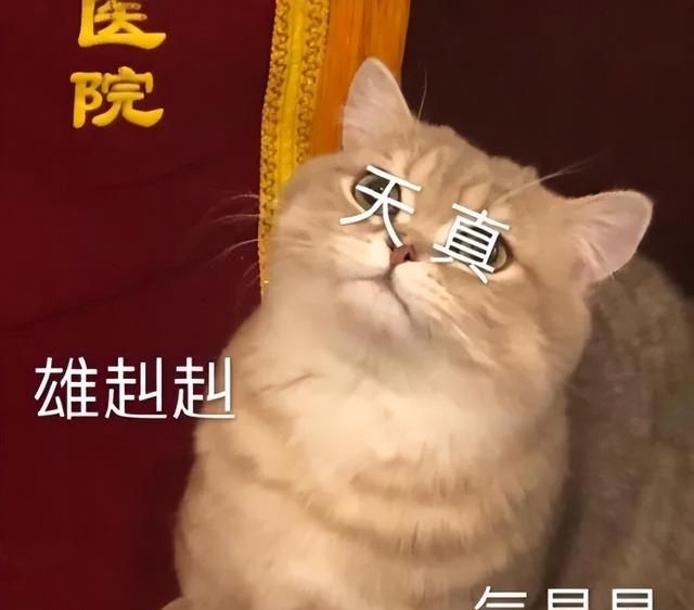 文盲小猫咪错把辣条当猫条，嘶哈嘶哈，皮燕子差点冒火…图32