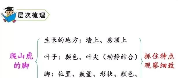 知识点+同步练习题 部编版四年级语文上册 10 爬山虎的脚图15