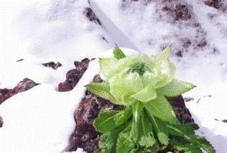 中药雪莲花怎么食用,鲜雪莲花的功能是什么呢图1