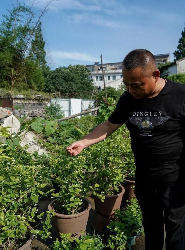 茉莉花 白兰花(茉莉花和白兰花能一起泡吗)图2