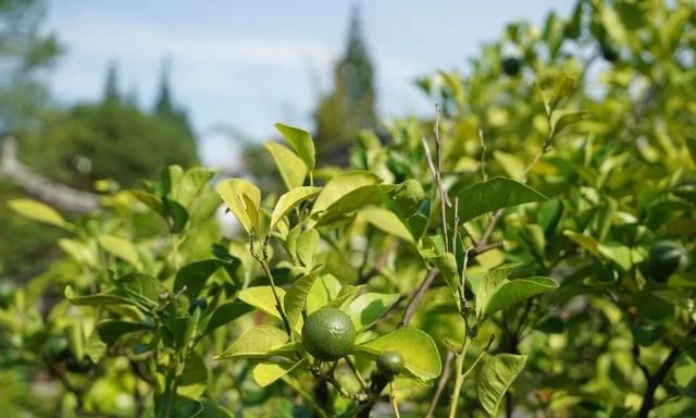 茉莉花 白兰花(茉莉花和白兰花能一起泡吗)图3