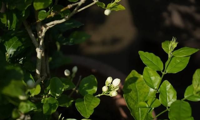 茉莉花 白兰花(茉莉花和白兰花能一起泡吗)图5