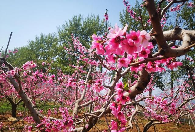 北京平谷桃花海旅游攻略(平谷跑山最佳路线图)图2