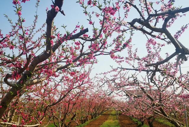 北京平谷桃花海旅游攻略(平谷跑山最佳路线图)图17