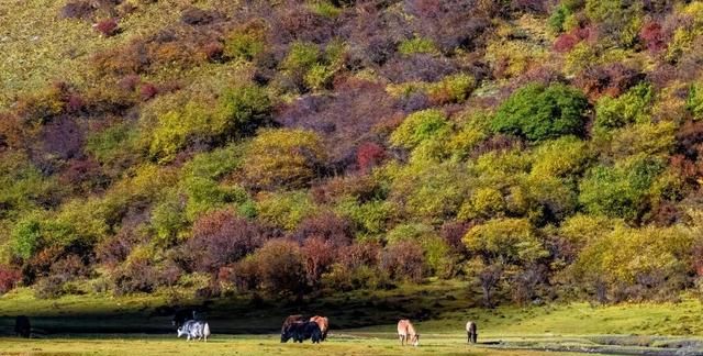 四姑娘山怎么玩,去四姑娘山怎么玩最好图22