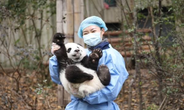 成都大熊猫繁育研究基地春节开放图2