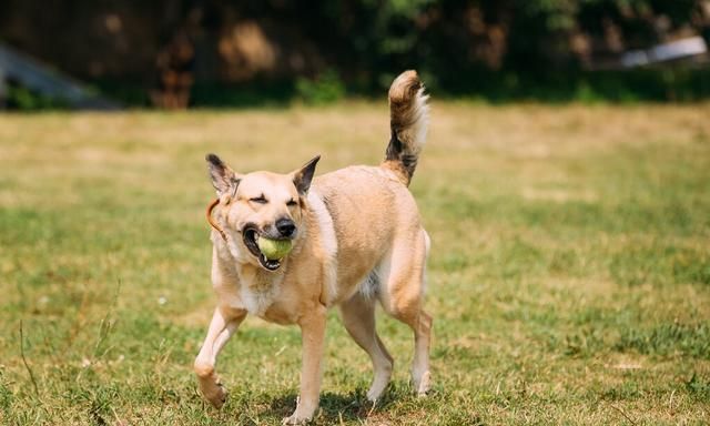 同等体型为什么犬科打不过猫科(大型犬科为什么比不上大型猫科)图2