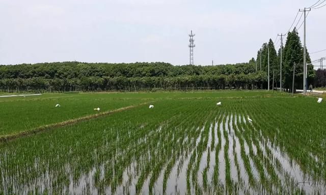 松江最佳游玩路线,松江二日游最佳路线图10