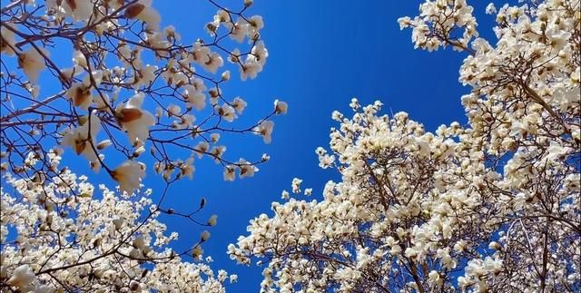 天津最佳踏青景点推荐(天津踏青景点)图9