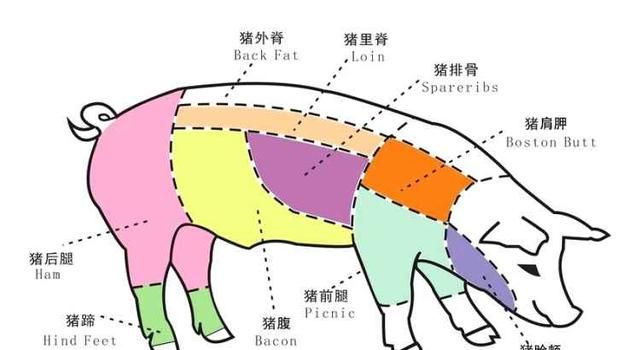 猪各个部位烹饪方法图9