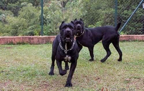 美国比特犬和日本土佐犬,加纳利犬十大猛犬图5