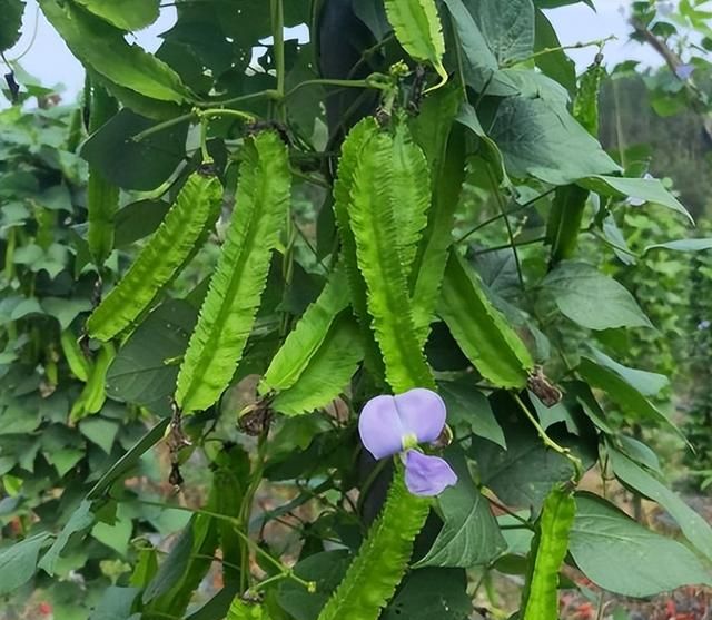 吃四棱豆的最佳季节图1