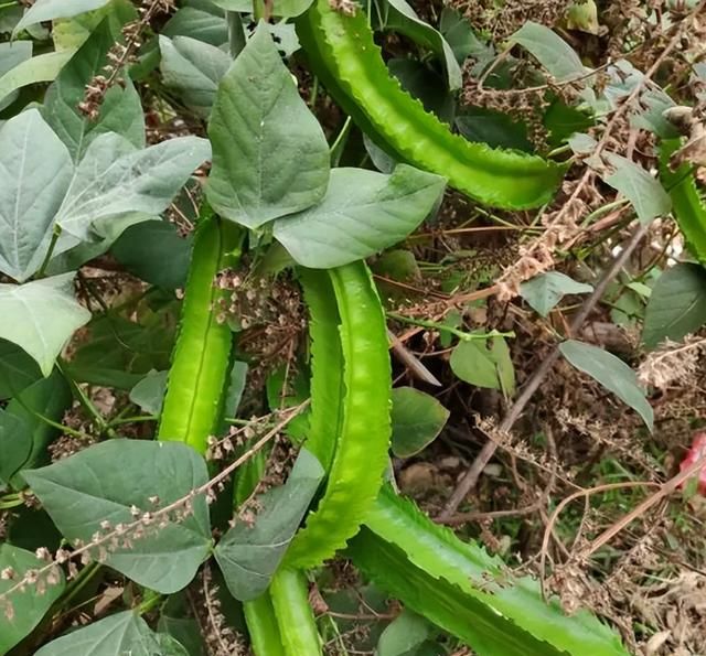 吃四棱豆的最佳季节图2