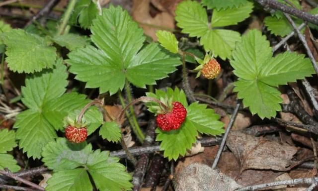 红宝石草莓和丹东草莓(森林草莓是什么样子)图3