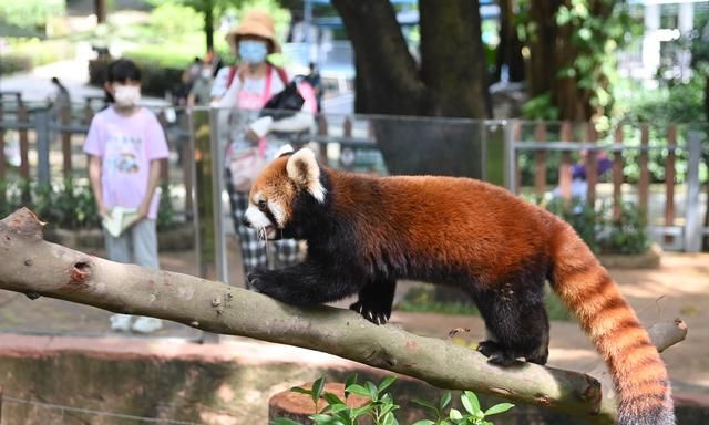 深圳动物园有小熊猫吗图1