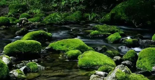 苔藓怎样养护(苔藓怎么养护才能长得茂密)图1