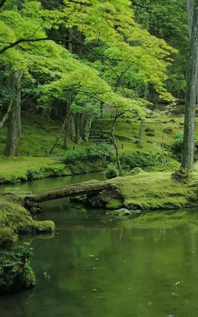 苔藓怎样养护(苔藓怎么养护才能长得茂密)图2