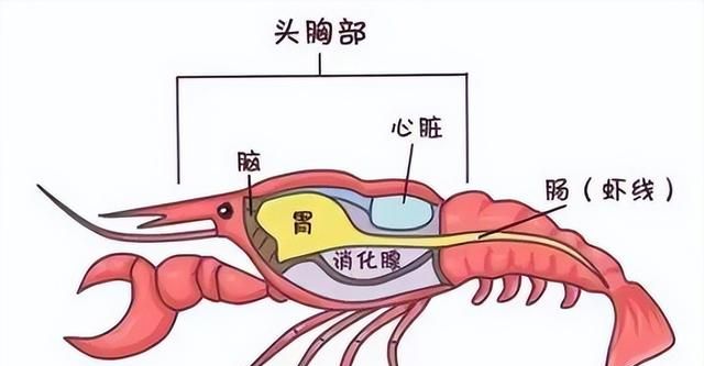 小龙虾的虾黄是什么东西百度百科图2