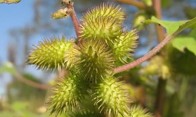 十种植物的传播方法(十种植物的传播方法是什么)图6