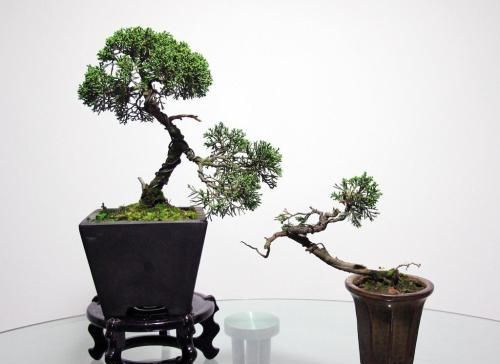 水杉是植物界的活化石吗(水杉在植物中的位置及作用)图4