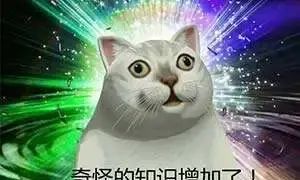 奇怪的知识增加了那只猫叫什么名字图1