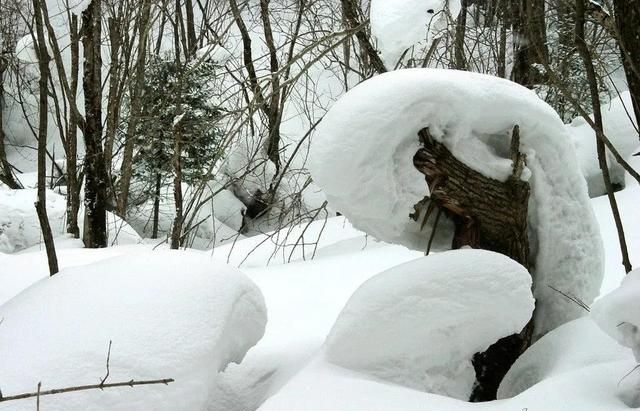 强降雪会导致雪灾吗(寒潮会带来什么霜冻雨雪)图1