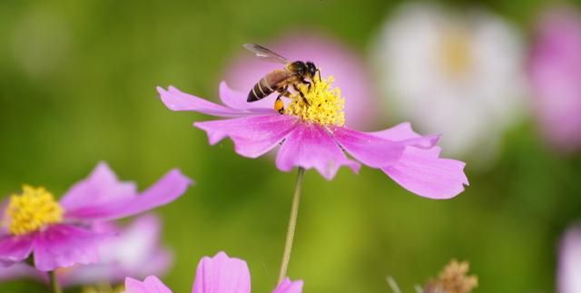 波斯菊到底是不是格桑花?怎么拍图10