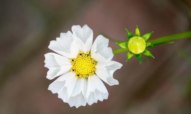 波斯菊到底是不是格桑花?怎么拍图11