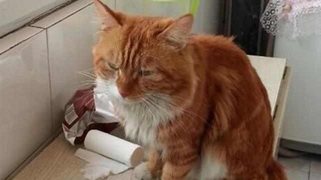 猫不见了怎么找回来剪刀法图4