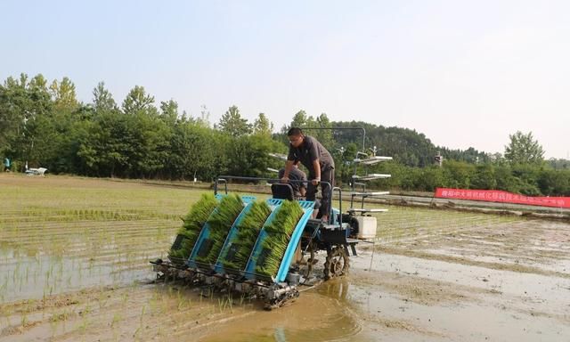 水稻移栽后不返青是什么原因(种植水稻秧苗需要注意哪些)图2