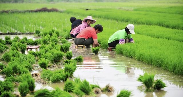 水稻移栽后不返青是什么原因(种植水稻秧苗需要注意哪些)图3