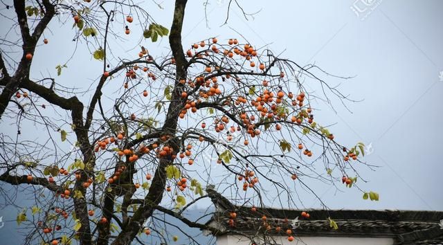 家里院子不能不种的四种果树(家中庭院种植什么果树最好)图1