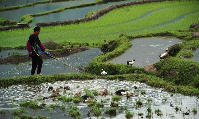 稻田养鸭技术[农广天地],稻鸭复合种养基地图4