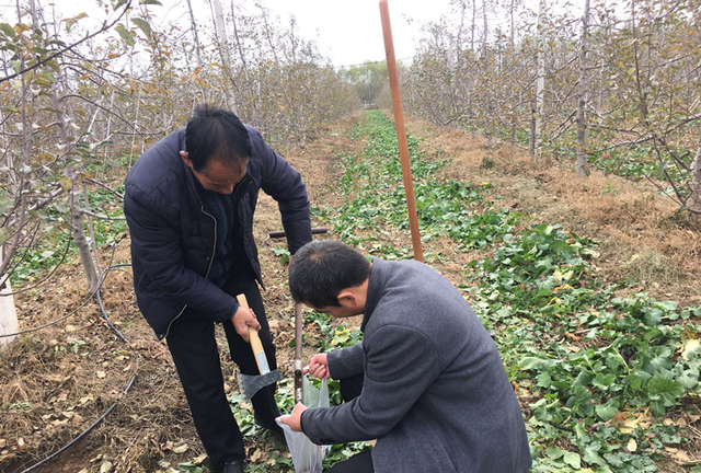 庆阳镇原县农技中心(镇原县农技中心万寿菊)图1