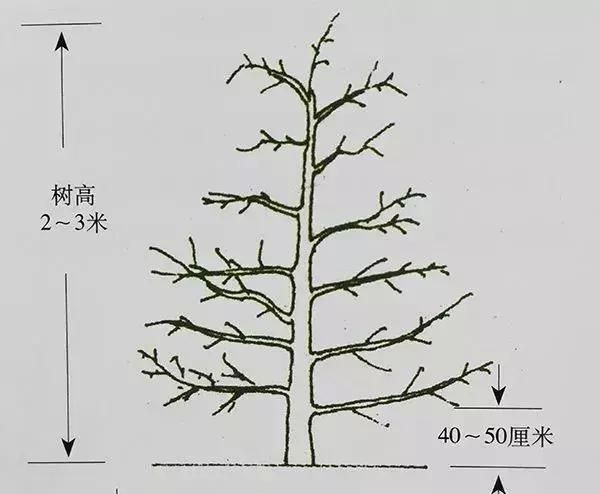 苹果树自由纺锤形的修剪方法图1