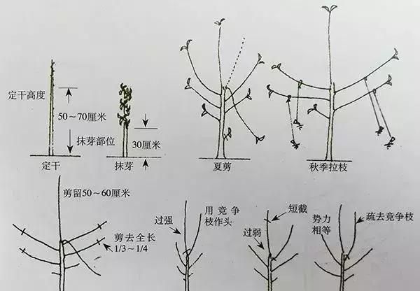 苹果树自由纺锤形的修剪方法图2