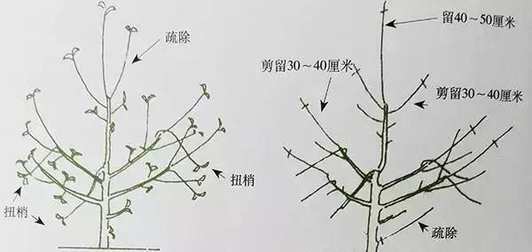 苹果树自由纺锤形的修剪方法图3