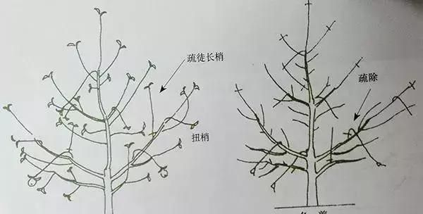 苹果树自由纺锤形的修剪方法图4