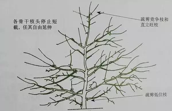 苹果树自由纺锤形的修剪方法图5