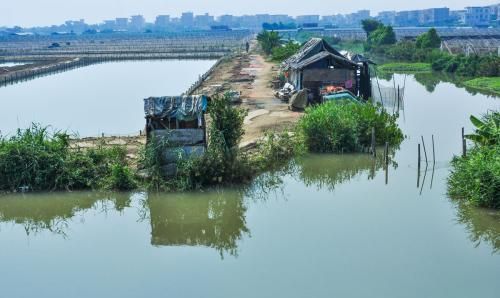 河蟹人工半咸水工业化育苗简介图1