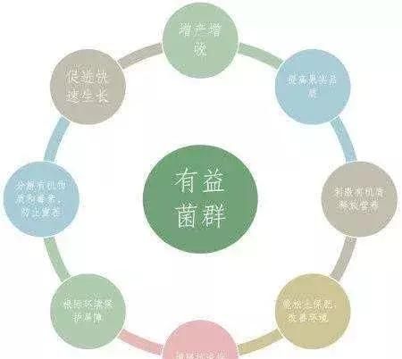 多年种植蔬菜的土壤如何改良(蔬菜土壤改良最佳方法)图16