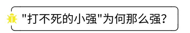 除蟑螂有效的方法,一招教你告别蟑螂图1