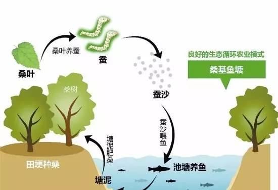 桑基鱼塘是什么独有的农业经济形式图3