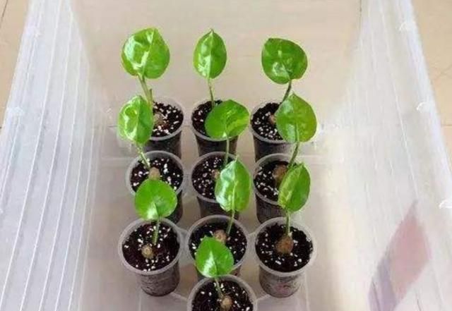 园林植物扦插繁殖成活的关键是什么图5