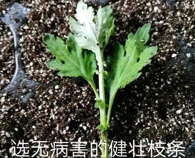 9种花卉扦插方法大全!轻松爆满盆!图66